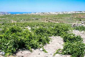 Oldest-Vineyards-in-the-world-in-Santorini-Greece