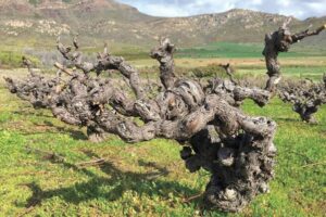 ’T Voetpad in Swartland