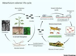 metarhizium robertsii