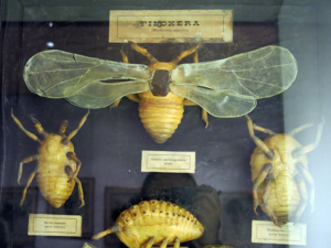 phylloxera